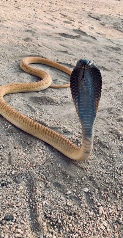 arabian_cobra1.jpg