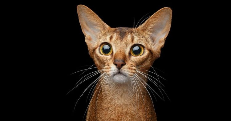 القط الأجمل على الكوكب.. تعرّفوا عليه