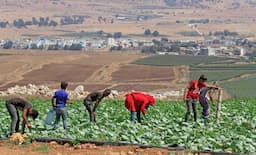 هل يحقُّ للّاجئين السّوريين ضمان الأراضي الزّراعية؟