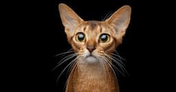 القط الأجمل على الكوكب.. تعرّفوا عليه