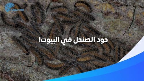 احذروا.. دود الصندل يصل إلى البيوت في لبنان ويُنذر بكارثة بيئيّة!
