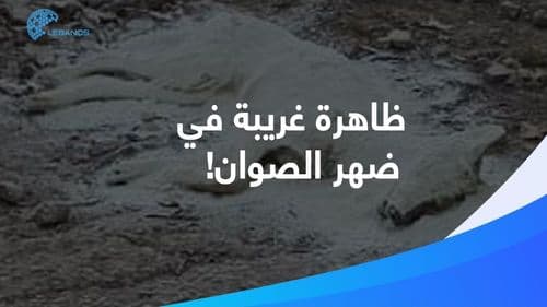 ثعالب وواويّة تسقط فجأة في ضهر الصوان… فيروس قاتل أم سمّ خفيّ؟