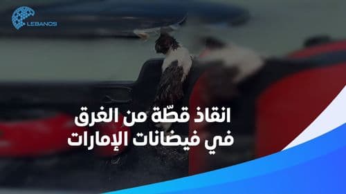 مشاهد مؤثّرة لانقاذ حيوانات من السيول في الإمارات! 