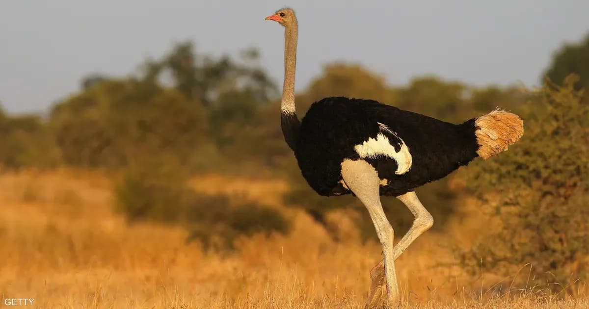 حادثة غريبة.. نعامة تعض مسؤولًا أوروبيًا (فيديو)